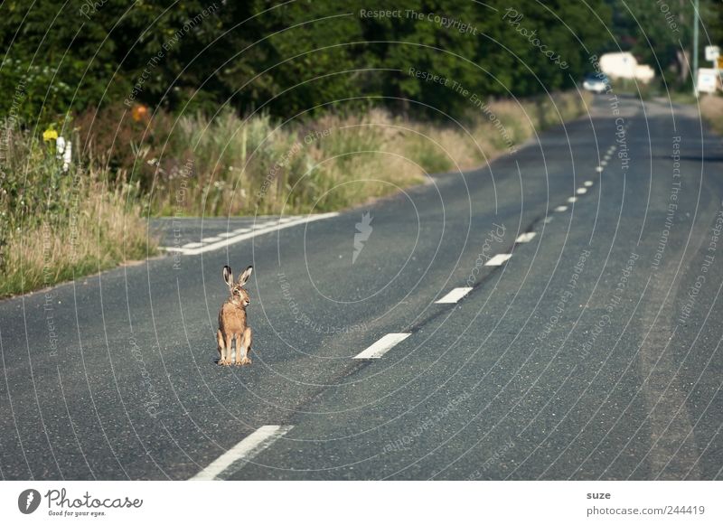 Straßenjunge Umwelt Natur Tier Verkehr Wege & Pfade Wildtier 1 sitzen warten außergewöhnlich klein Neugier niedlich grau Hase & Kaninchen Nagetiere Asphalt