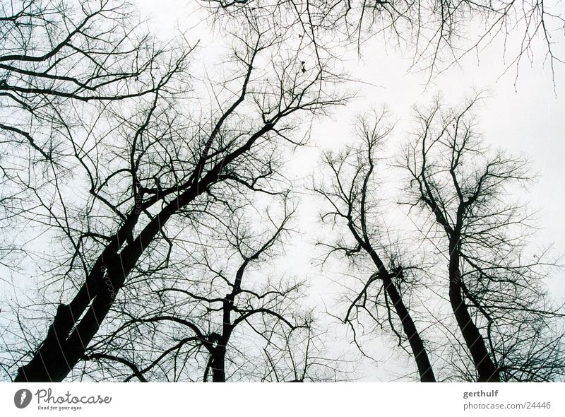 Ein paar Bäume Wald schwarz Winter weiß grau kalt Nebel Vogel Baum Ast aufwärts Baumstamm verästelt Strukturen & Formen