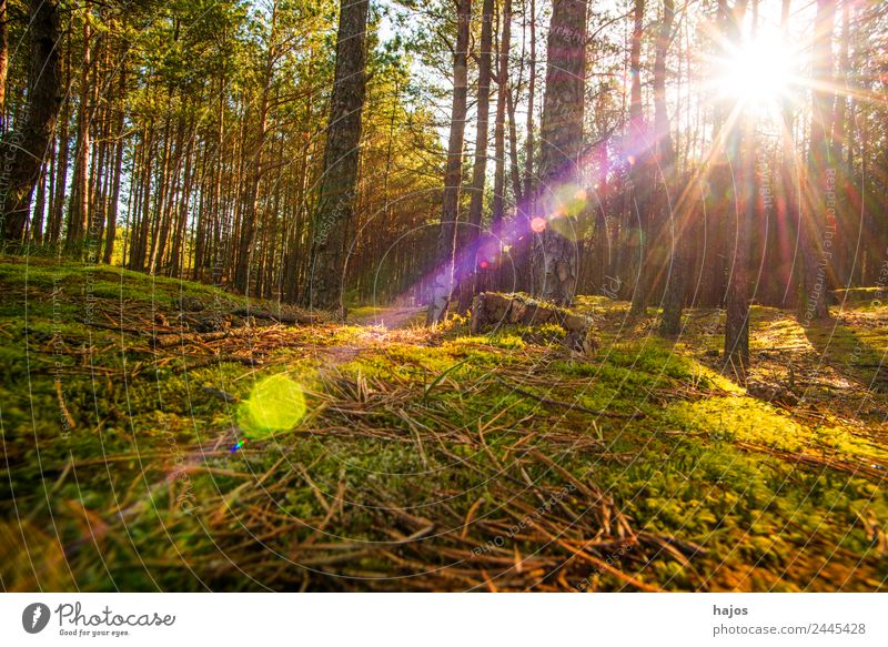 Kiefernwald im Gegenlicht Natur Sonne Sonnenlicht Frühling Baum Moos Wald schön Hintergrundbild gegenlicht sonnenstrahlen Reflexion & Spiegelung kiefern wild