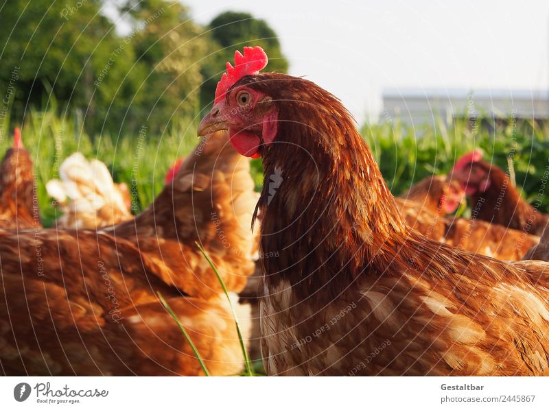Hühner auf Wiese. Lebensmittel Fleisch Ei Ernährung Bioprodukte Umwelt Natur Tier Haustier Nutztier Flügel Haushuhn Tiergruppe beobachten Gesundheit Neugier