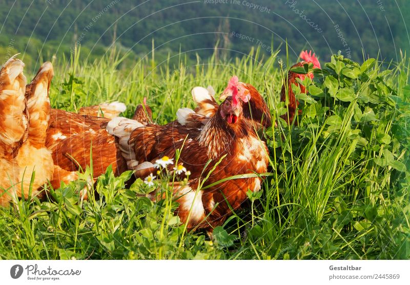 Hühner auf Wiese. Lebensmittel Fleisch Suppe Eintopf Natur Tier Haustier Nutztier Flügel Haushuhn Tiergruppe beobachten Gesundheit Glück saftig braun grün