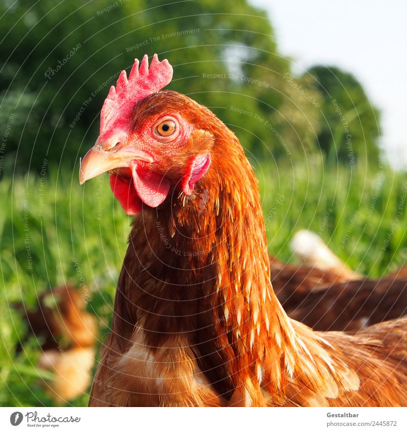 Huhn auf Wiese. Lebensmittel Fleisch Bioprodukte Gesundheit Tier Nutztier Vogel 1 Tiergruppe beobachten Blick Glück Tierliebe Neugier Idylle Natur Stolz