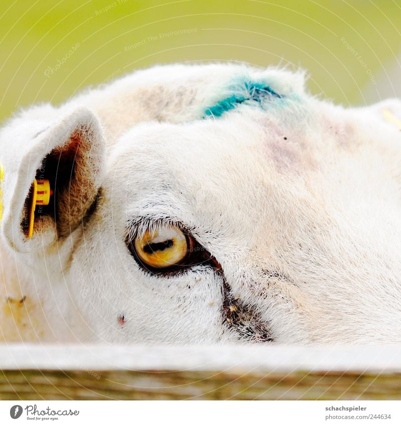Guck nicht so! Natur Tier Haustier Nutztier Schaf 1 Holz listig lustig Neugier Ovis orientalis aries Hausschaf Caprinae Bovidae Kopf Augen Ohren Zaun Farbfoto