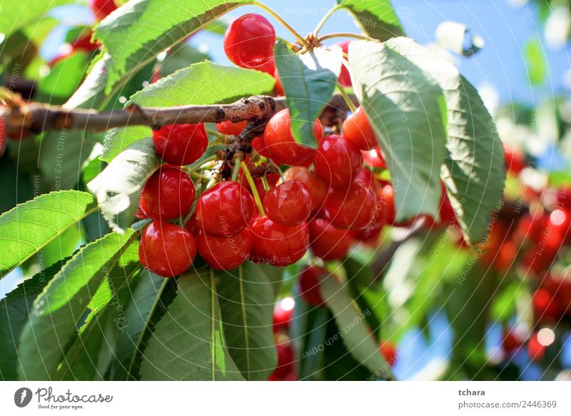 Kirschen auf einem Baum Frucht Dessert Essen schön Sommer Garten Natur Landschaft Pflanze Klima Blatt Wachstum frisch lecker saftig grün rot Farbe Obstgarten