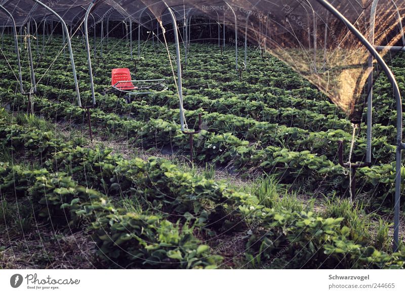 Amtssitz des Herrn Held von und zu Erdbeerfeld Lebensmittel Frucht Erdbeeren Arbeitsplatz Landwirtschaft Forstwirtschaft Natur Pflanze Erde Sommer Nutzpflanze