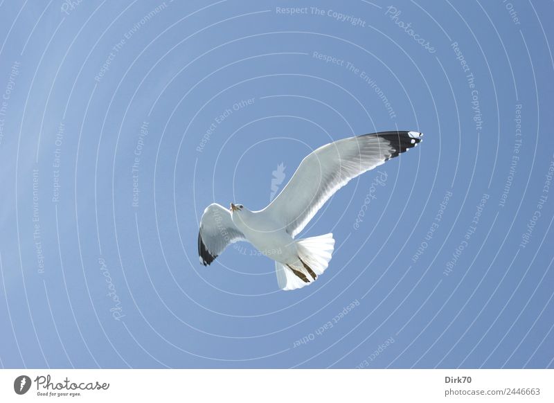 Leichtigkeit des Seins - Weißkopfmöwe über dem Marmarameer Natur Tier Himmel Wolkenloser Himmel Frühling Schönes Wetter Wärme Meer Istanbul Wildtier Vogel