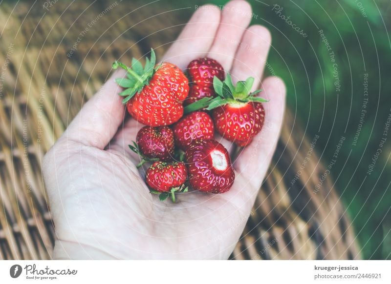 Lecker Erdbeeren Frucht Garten Frau Erwachsene Pflanze Frühling Freizeit & Hobby Freude Glück Gartenarbeit Farbfoto