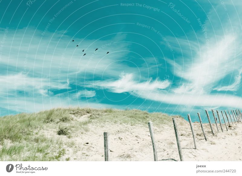 Frei Natur Sand Himmel Wolken Schönes Wetter Grünpflanze Hügel Küste Vogel Tiergruppe fliegen blau grau grün Freiheit Zaun Holzpfahl Grenzpfahl Farbfoto