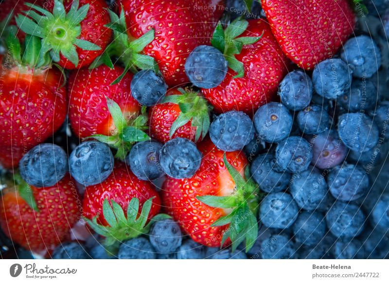 Erdbeeren und Heidelbeeren - leckeres vitamreiches Sommerobst Blaubeeren heidelbeeren blau-rot vitaminreich Frühlingsobst gesund kalorienarm Hochgenuss