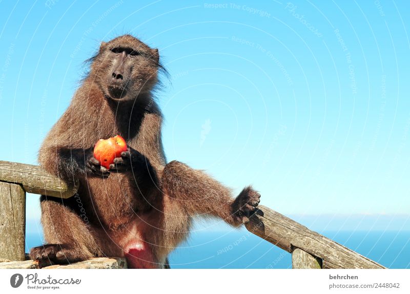 don't feed the baboons I Ferien & Urlaub & Reisen Tourismus Ausflug Abenteuer Ferne Freiheit Himmel Meer Cape Point Südafrika Wildtier Tiergesicht Fell Affen