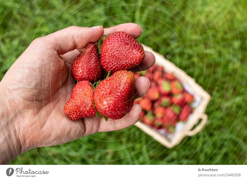 Erdbeerzeit Lebensmittel Frucht Bioprodukte Gesundheit Landwirtschaft Forstwirtschaft Mann Erwachsene Hand Finger Gras wählen festhalten frisch rot genießen