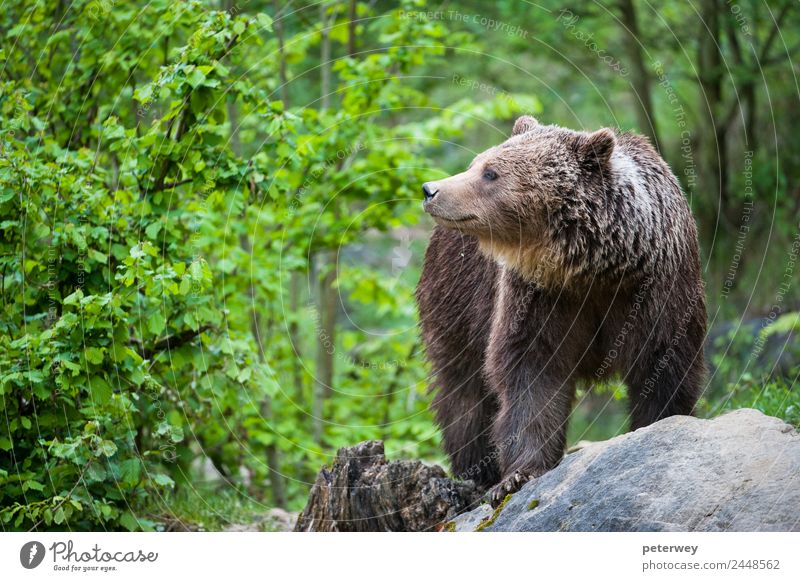 brown bear (lat. ursus arctos) stainding in the forest Ausflug Natur Tier Park 1 wandern bedrohlich Freundlichkeit braun grün Tierliebe animal beast beauty big