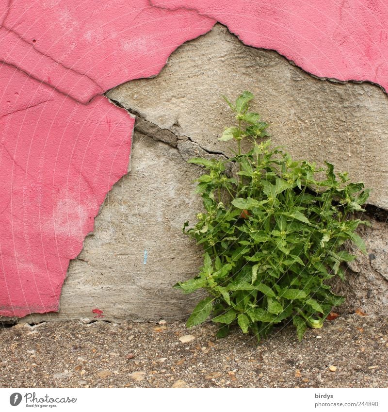 Grün trifft Pink Sommer Pflanze Grünpflanze Mauer Wand Wachstum grau grün rosa Willensstärke Lebensfreude skurril Überleben Vergänglichkeit Wandel & Veränderung
