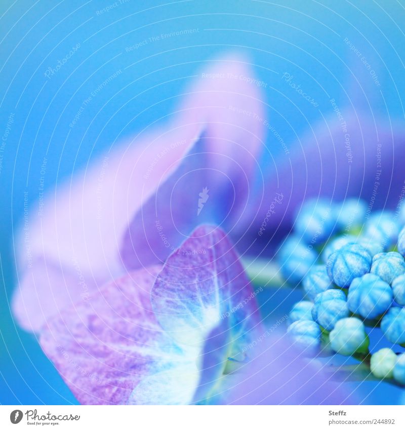 blühende Hortensie - Mut zur Farbe Hortensien Hortensienblüte Hydrangea Pastellfarben blaue Blumen blühende Blume blühende Sommerblume Zierpflanze Blütenknospen