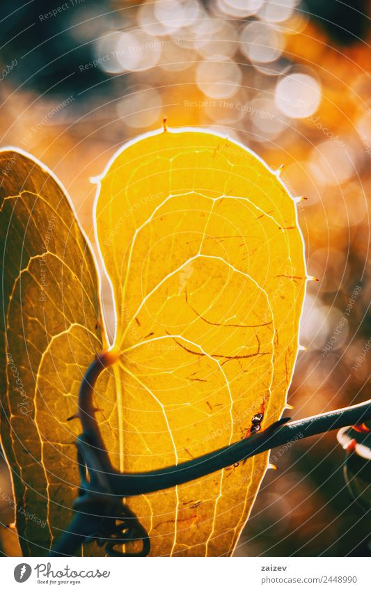 Detail eines Smilax-Asperablattes mit Sonnenlicht und Bokeh-Hintergrund Garten Umwelt Natur Pflanze Sträucher Blatt Blüte Grünpflanze Nutzpflanze Wildpflanze