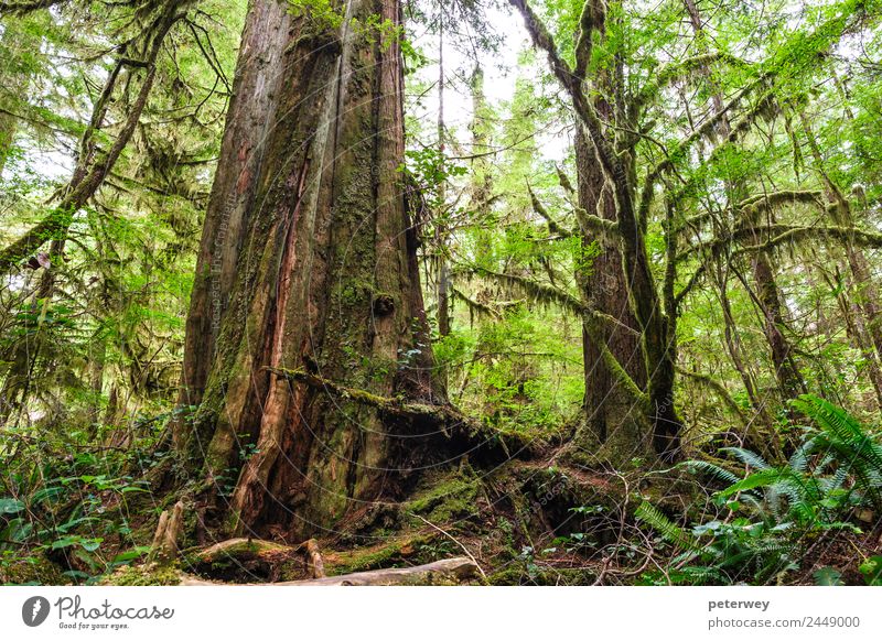 Big old trunk in rainforest on Vancouver island, Canada Getränk Freizeit & Hobby Reiten Jagd Kinderspiel Ferien & Urlaub & Reisen Ausflug Ferne Fahrradtour