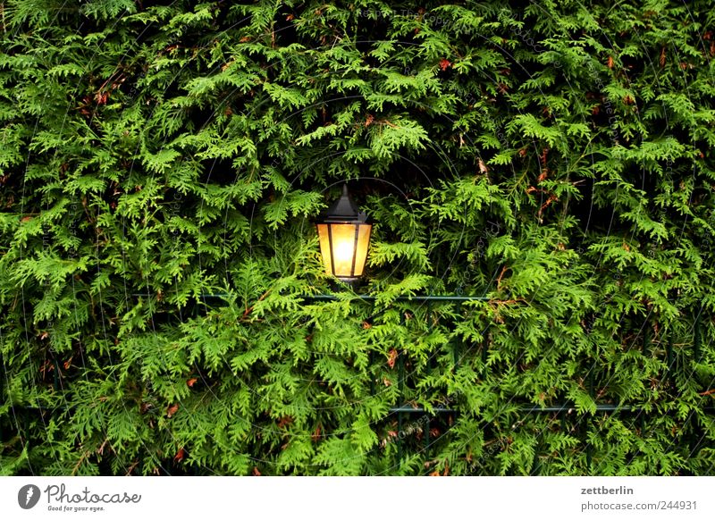 Licht, mittig Umwelt Natur Landschaft Pflanze Sommer Sträucher Blatt Grünpflanze Garten Park dunkel Traurigkeit Müdigkeit Sehnsucht Heimweh Fernweh Einsamkeit