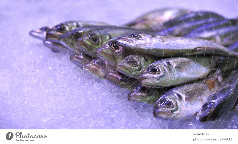 Ja, isn scho wieda Freitag? Tiergruppe liegen Fisch Makrele stinkend Ernährung Lebensmittel Fischereiwirtschaft Markt Angebot Meerestier lecker Eis
