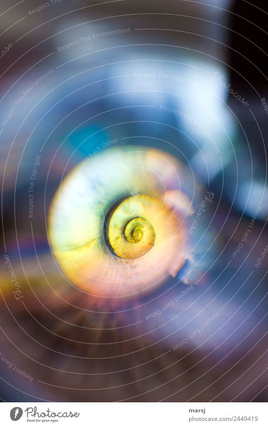 Kurioses | Nur nicht in die Mitte schauen Schnecke Schneckenhaus Spirale drehen außergewöhnlich einfach einzigartig trashig mehrfarbig Überraschung träumen