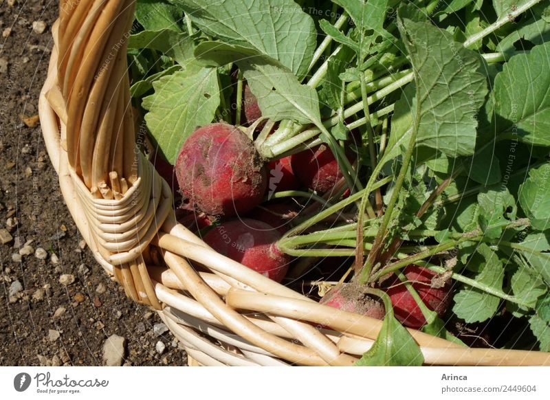Radieschen im Korb Lebensmittel Gemüse Bioprodukte Natur Erde Essen nachhaltig rot knackig frisch Beet Sammlung Gemüsebeet Ernte Farbfoto Außenaufnahme