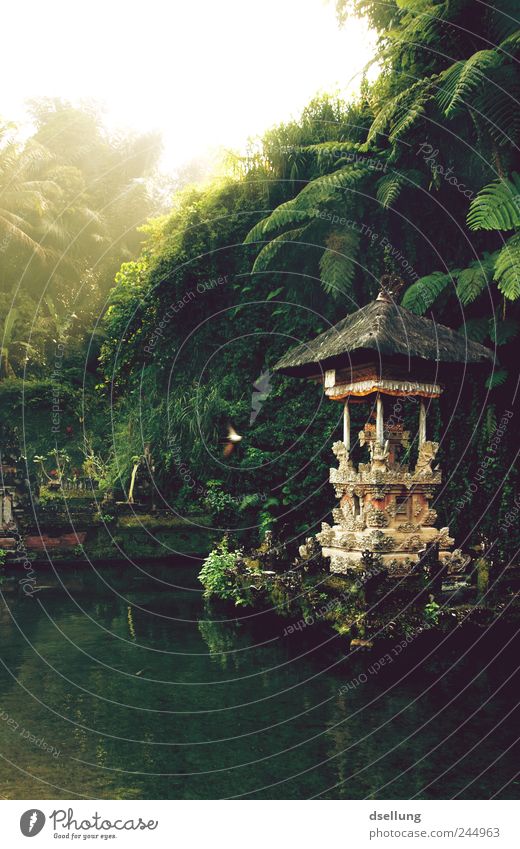 Tempel im Wasser mit Regenwald im Hintergrund Umwelt Natur Landschaft Pflanze Sommer Schönes Wetter Garten Park Urwald Indonesien Bali Asien Hütte Ruine Gebäude