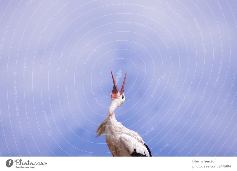 Klappern gehört zum Handwerk! Tier Vogel hören Kommunizieren sprechen Storch Adebar Klapperstorch Schnabel Kopf Weißstorch klappern Körperhaltung Glücksbringer