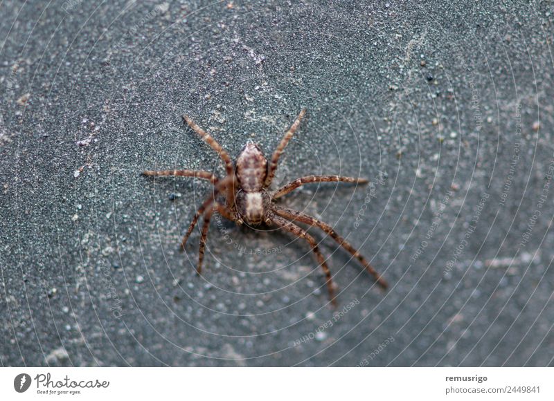Nahaufnahme einer Spinne Garten Natur Tier Park Straße gruselig klein Angst Rumänien Valiug Spinnentier Arachnophobie botanisch Fleischfresser Insekt Raubtier