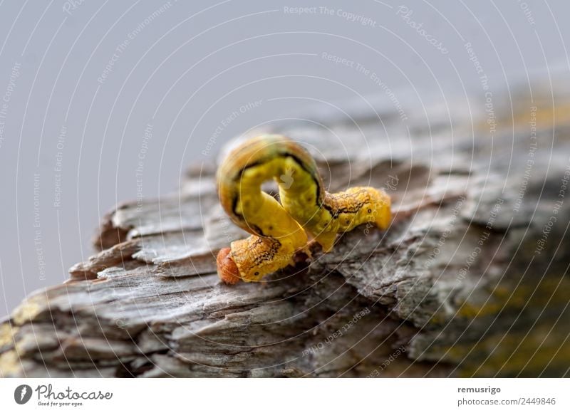 Nahaufnahme einer gelben Raupe Klettern Bergsteigen Natur Tier Stoff Schmetterling Wurm Rumänien Timisoara Rinde gebrochen Wanze krabbeln Lebewesen schleichen