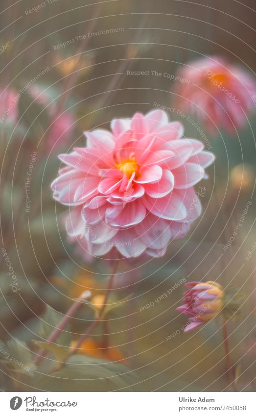 Blütenzauber - Die Dahlie - Blumen Wellness Leben harmonisch Wohlgefühl Zufriedenheit Erholung ruhig Meditation Spa Dekoration & Verzierung Tapete Buchcover