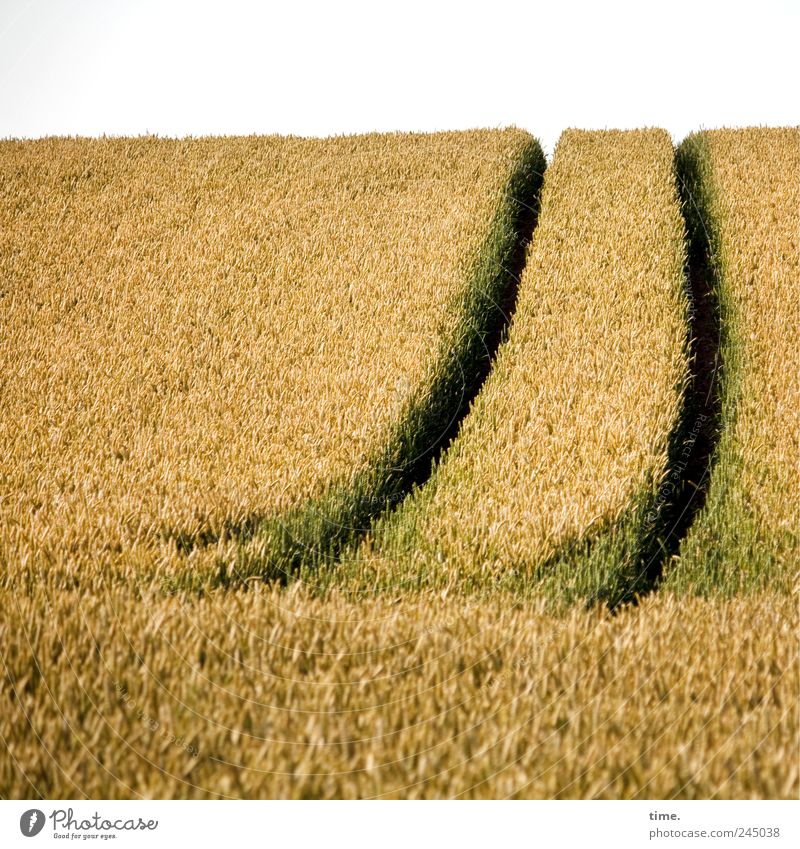 Es gibt Arbeit Getreide Sommer Landwirtschaft Forstwirtschaft Horizont Feld Hügel Wege & Pfade gelb grün Kornfeld Spuren Ähren Schwung Kurve Schneise Weizen