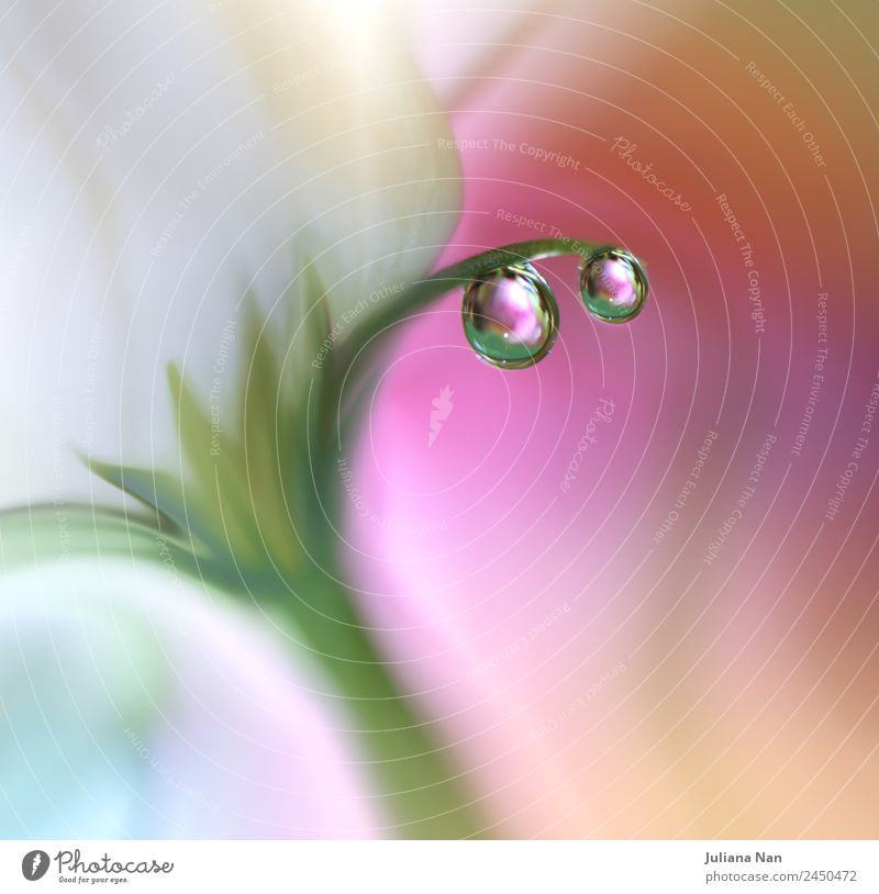 Sanftes romantisches künstlerisches Bild. Weicher pastellfarbener Hintergrund verschwimmt. Lifestyle elegant Design Kunst Kunstwerk Natur Wasser Wassertropfen