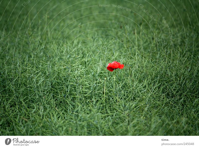 Rotkäppchen 1 Mensch Pflanze Blume Feld leuchten saftig grün rot Einsamkeit Farbe Mittelpunkt Mohn einzeln Fleck Farbfleck grasgrün Mohnblüte verloren