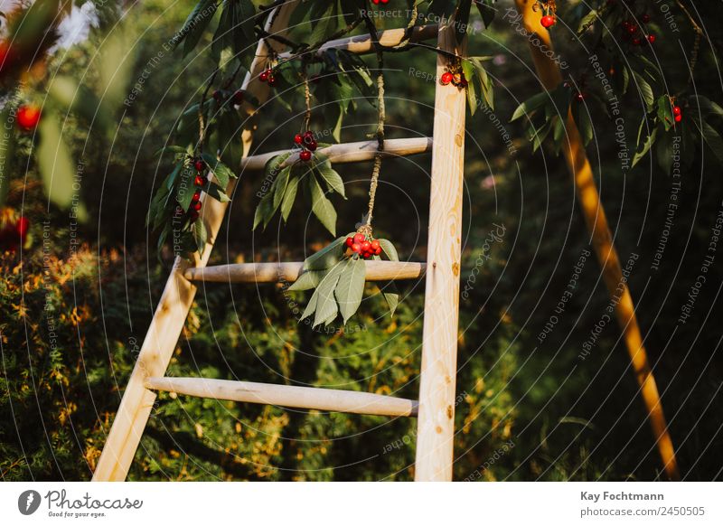 Leiter an einem Baum voller Süßkirschen Frucht Kirsche Kirschbaum Bioprodukte Ferien & Urlaub & Reisen Sommer Sommerurlaub Natur Pflanze Schönes Wetter Garten
