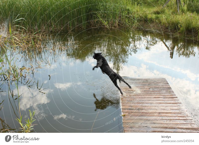Hund springt in vollem Lauf von einem Holzsteg in einen Teich Bewegung Sprung ins Wasser Absprung Haustier Steg Pflanze Himmel Jagdtrieb apportieren Mut Leben