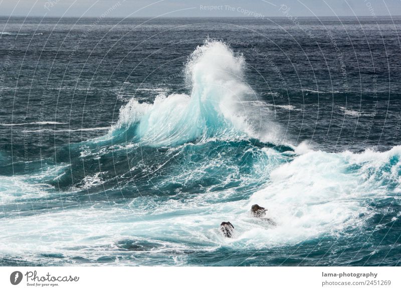 Making Waves Natur Urelemente Wasser Wind Sturm Wellen Küste Meer Atlantik Gischt Brandung Madeira wild blau Umweltschutz Farbfoto Außenaufnahme