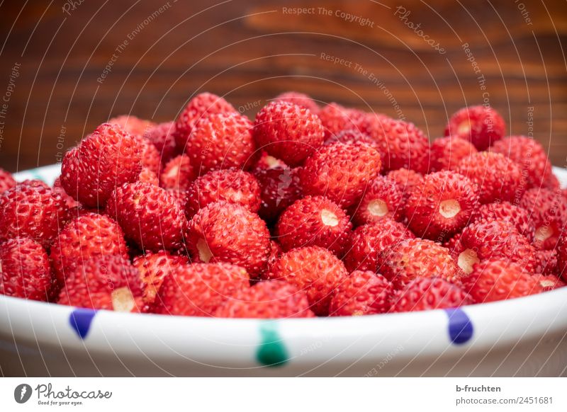 Jede Menge Walderdbeeren Frucht Bioprodukte Vegetarische Ernährung Sommer frisch rot genießen Wald-Erdbeere Schalen & Schüsseln Erdbeeren klein Sammlung Ernte