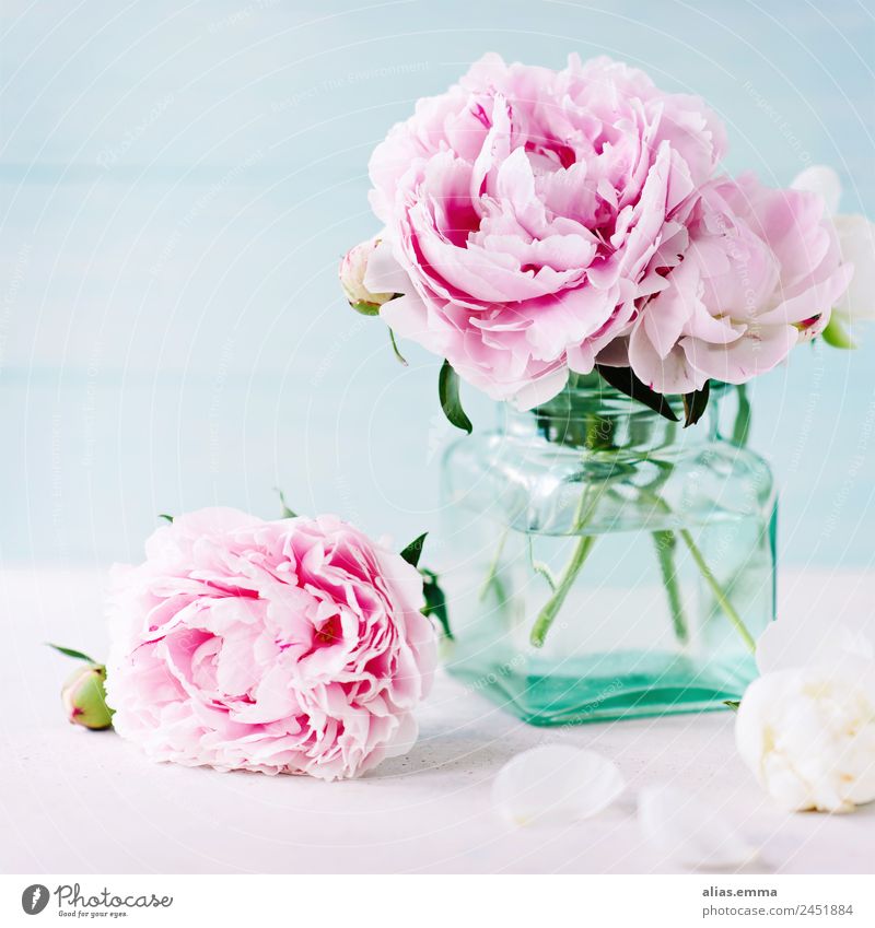 Rosa Pfingstrosen rosa Blume Frühling Sommer Blüte türkis maritim shabby chic Blumenstrauß peony gefüllt Duft Postkarte Möbel Dekoration & Verzierung