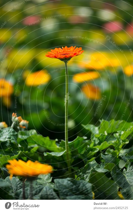 herausstechen Kunst Kunstwerk Gemälde Umwelt Natur Landschaft Pflanze Sonnenlicht Frühling Sommer Klima Wetter Schönes Wetter Blume Grünpflanze Garten Park