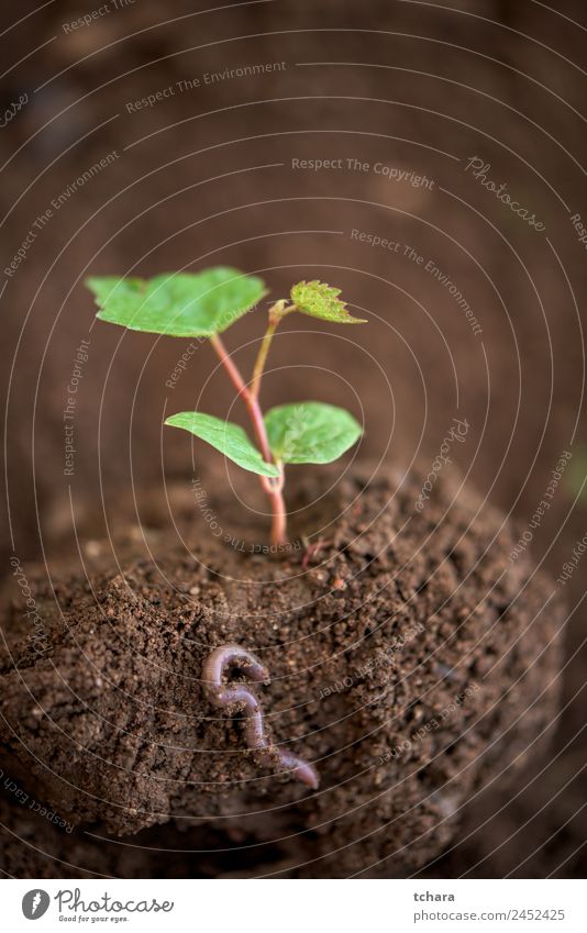 Neues Leben Gemüse Kaffee Geld Garten Gartenarbeit Kapitalwirtschaft Business Umwelt Natur Pflanze Erde Frühling Baum Blatt Wurm Wachstum frisch klein natürlich