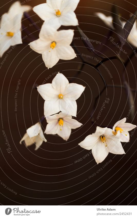Nachtschatten - Jasmin (Solanum laxum) Wellness Spa Trauerkarte Trauerfeier Beerdigung Natur Pflanze Frühling Sommer Herbst Winter Blume Blatt Blüte Topfpflanze
