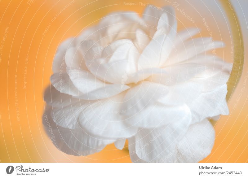 Weiße Ranunkel Design Wellness harmonisch Wohlgefühl Zufriedenheit Erholung ruhig Meditation Muttertag Hochzeit Geburtstag Natur Pflanze Frühling Sommer Blume
