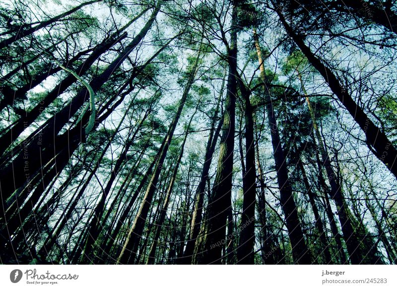 blickwinkel Umwelt Natur Landschaft Pflanze Himmel Sommer Baum Wald außergewöhnlich lang blau braun grün schwarz Laubwald Holz Verzerrung Farbfoto