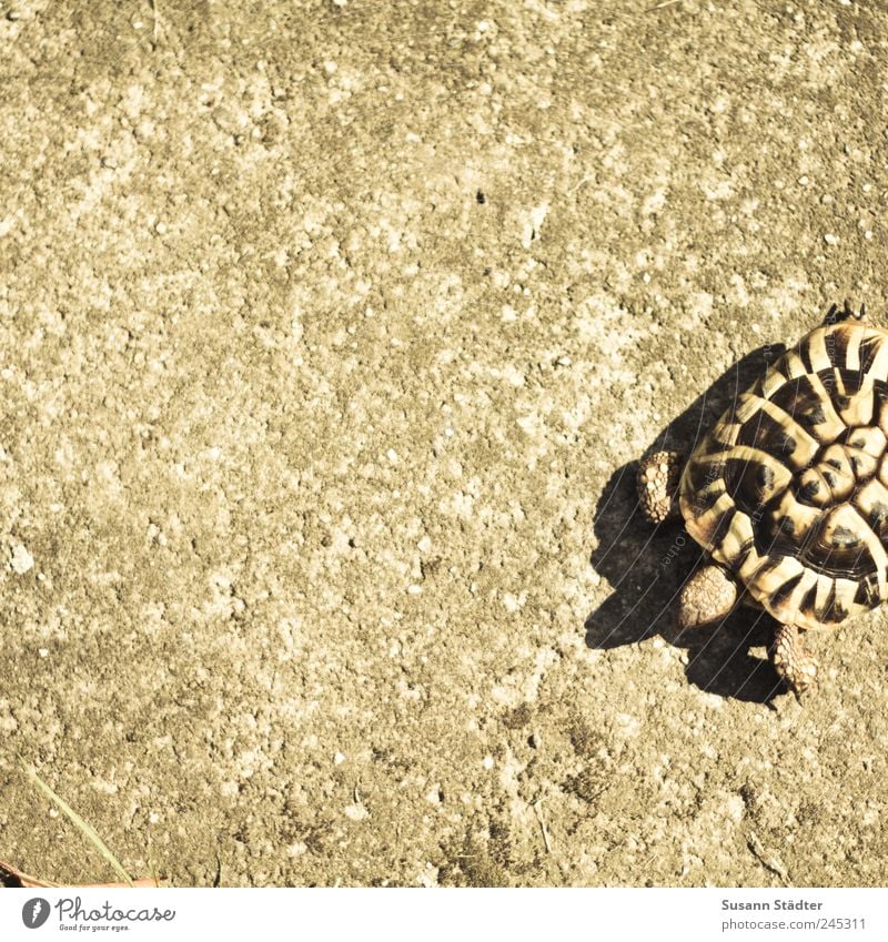 Rasenmäher Tier Haustier Jagd Schildkröte Schildkrötenpanzer Panzer laufen Krötenwanderung Betonboden Spaziergang gehen Gedeckte Farben Tag Licht Schatten