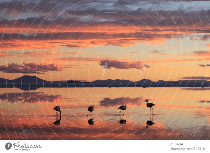 Flamingo Formation I Umwelt Natur Landschaft Wasser Himmel Wolken Sonnenaufgang Sonnenuntergang Seeufer Wüste Tier Wildtier 4 Tiergruppe ästhetisch authentisch