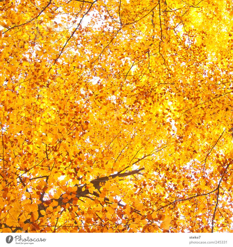 Blätterhimmel Herbst Baum Wald hoch Wärme gelb gold Buchenwald Farbfoto Außenaufnahme Menschenleer Sonnenlicht Froschperspektive
