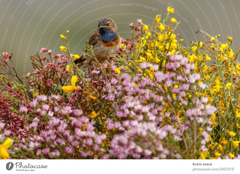 Blaukehlchen Safari Biologie Ornithologie maskulin Umwelt Natur Tier Erde Frühling Pflanze Blume Feld Wildtier Vogel 1 wild blau Tierliebe luscinia svecica