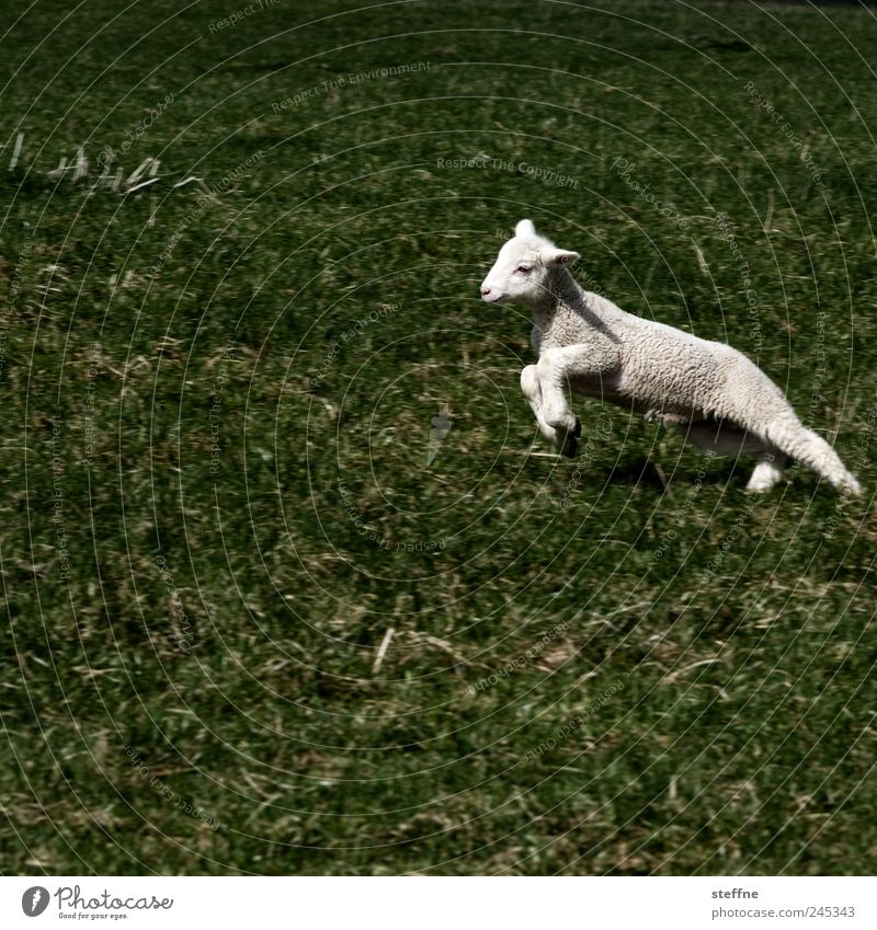 Gestatten, Philip Lamm Wiese Tier Nutztier Schaf Lammfleisch springen Gedeckte Farben Außenaufnahme Tierporträt