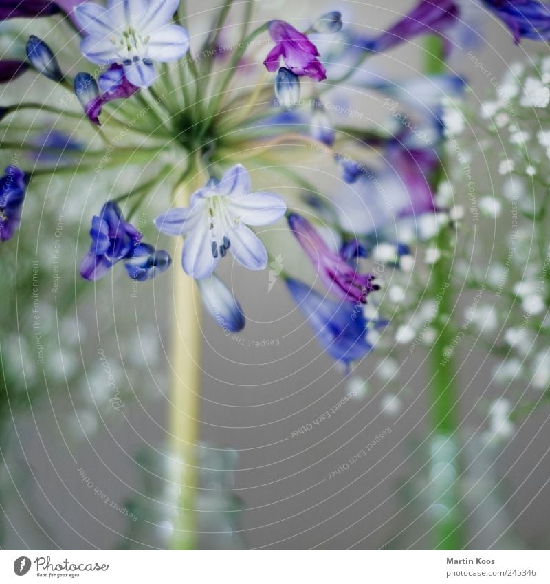blaue blume elegant Stil Design Leben harmonisch Wohlgefühl Sinnesorgane Natur Pflanze Blume Wachstum Zufriedenheit Lebensfreude Frühlingsgefühle Sympathie