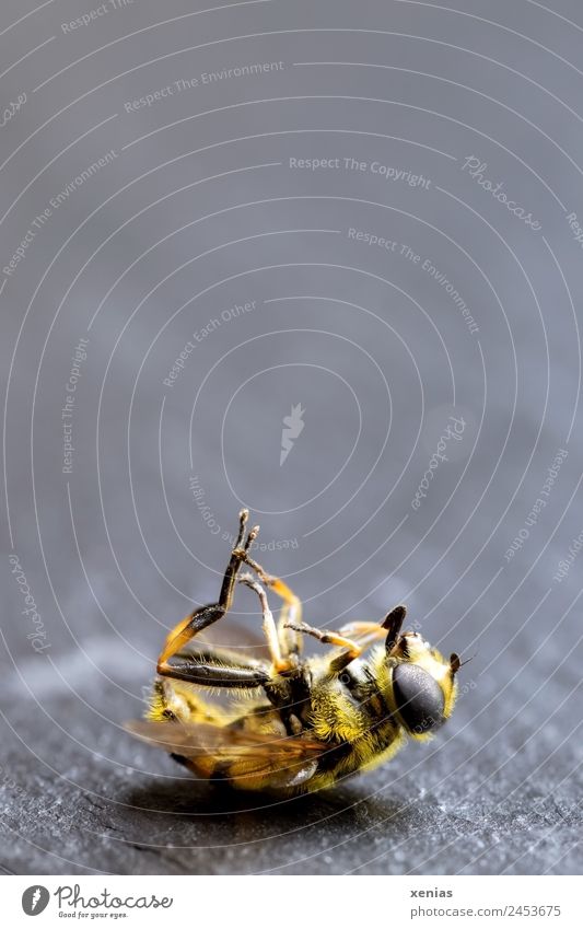 Makroaufnahme einer Schwebfliege, gelb-schwarz gestreift, tot Totes Tier Fliege 1 liegen grau Tod Fliegenbein Insektenauge Mimikry Insektensterben
