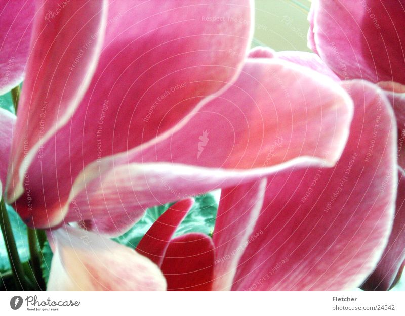 Blume Pflanze rosa magenta Duft schön ruhig